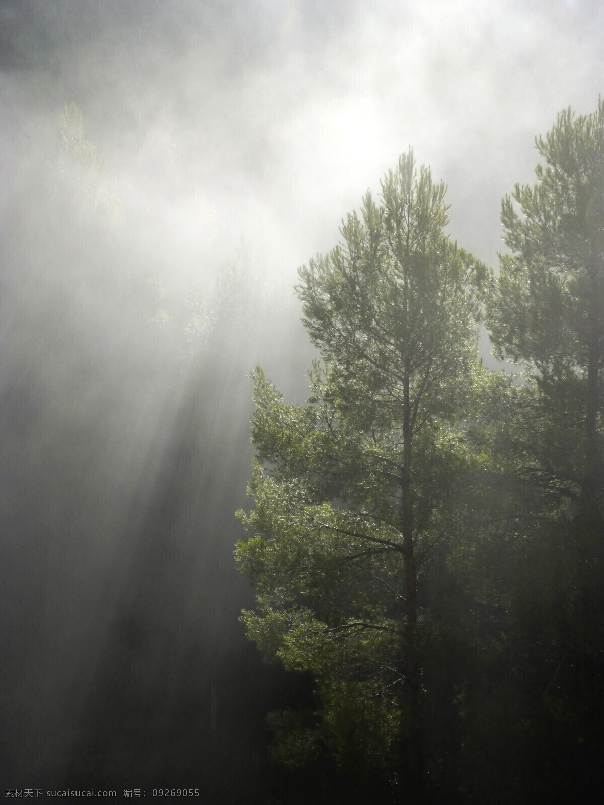 森林 雾 一缕阳光 明暗对比 背光 里 缕 阳光 黑色