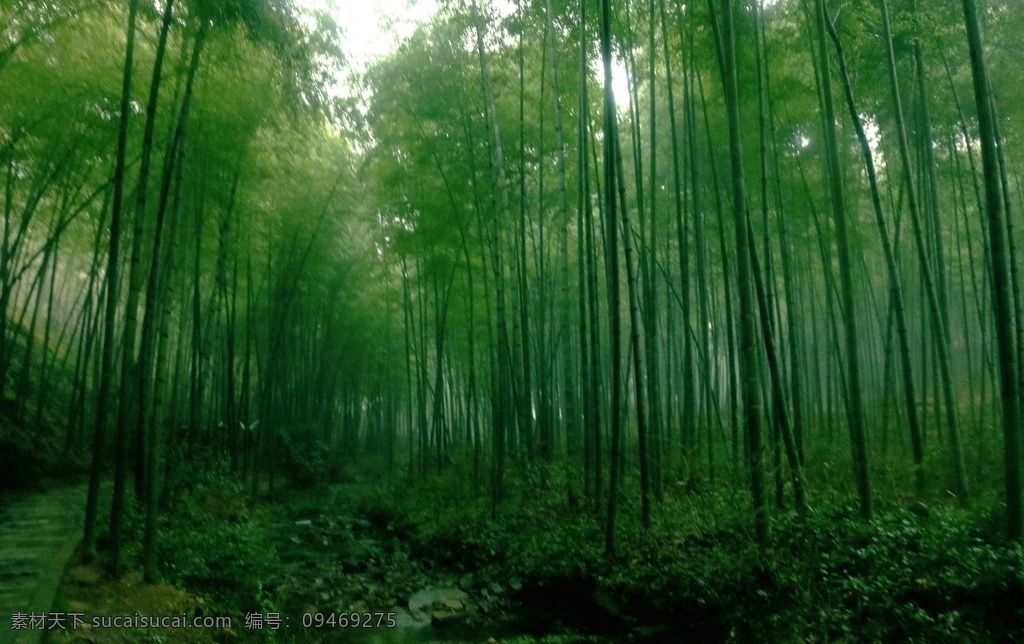 绿色竹海图片 竹林 竹子 竹林深处 翠竹林 绿竹林 青竹林 毛竹林 阳光竹林 竹林竹海 竹林背景 竹林图片 竹子图片 阳光竹子 竹子素材 竹林光影 春天绿色 绿色背景 春天背景 风景 美景 大自然 生物世界 树木树叶