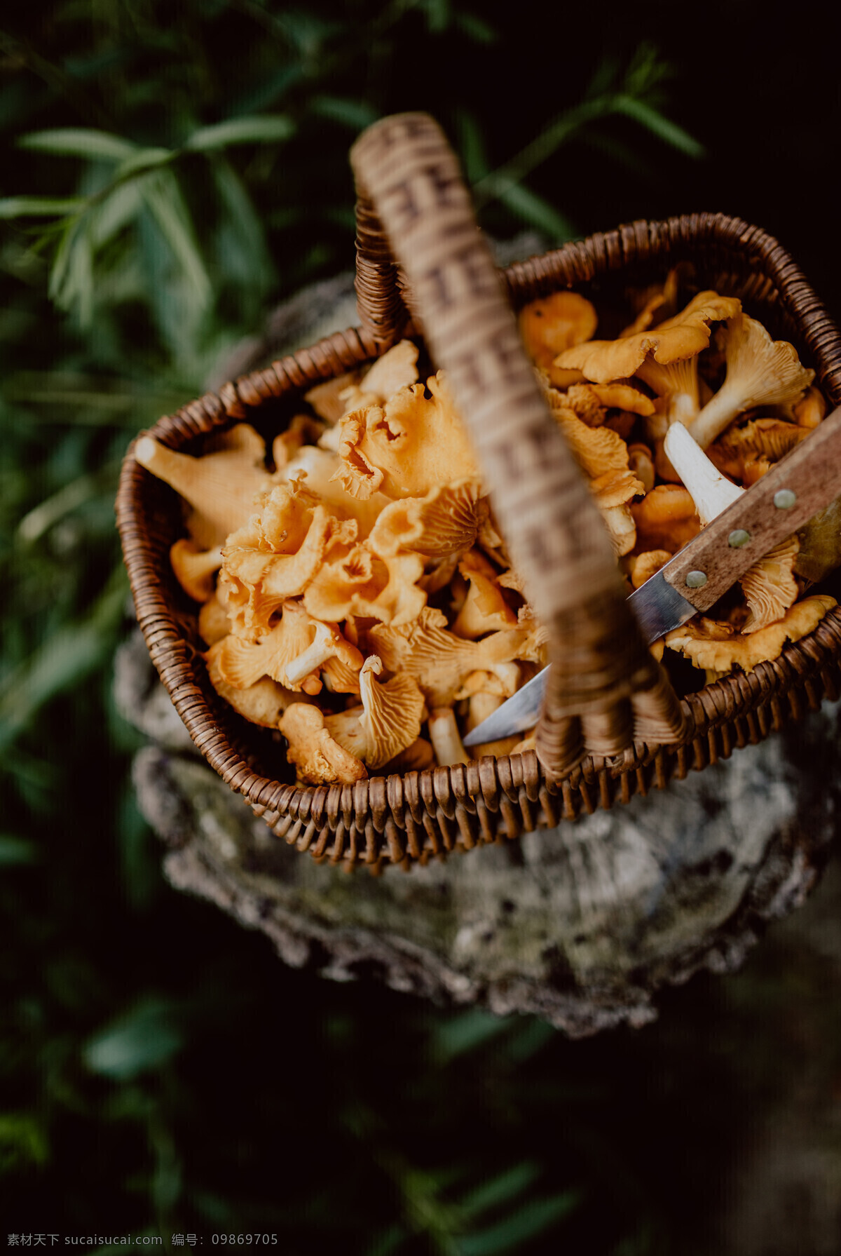 黄蘑菇 蘑菇 野生菌 山菌菇 野味 生物世界 其他生物