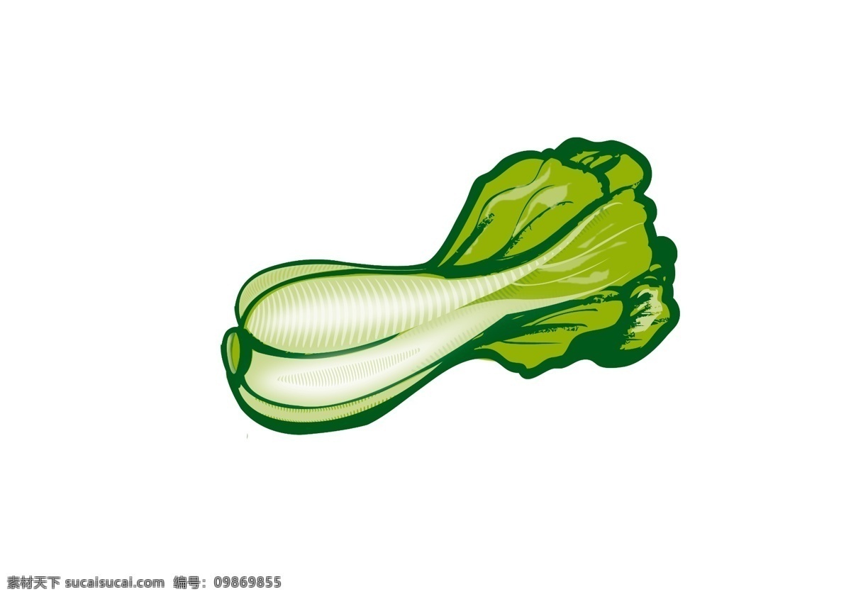白菜免费下载 白菜 插画 青菜 美式插画 绿色白菜 大叶子青菜 原创设计 其他原创设计