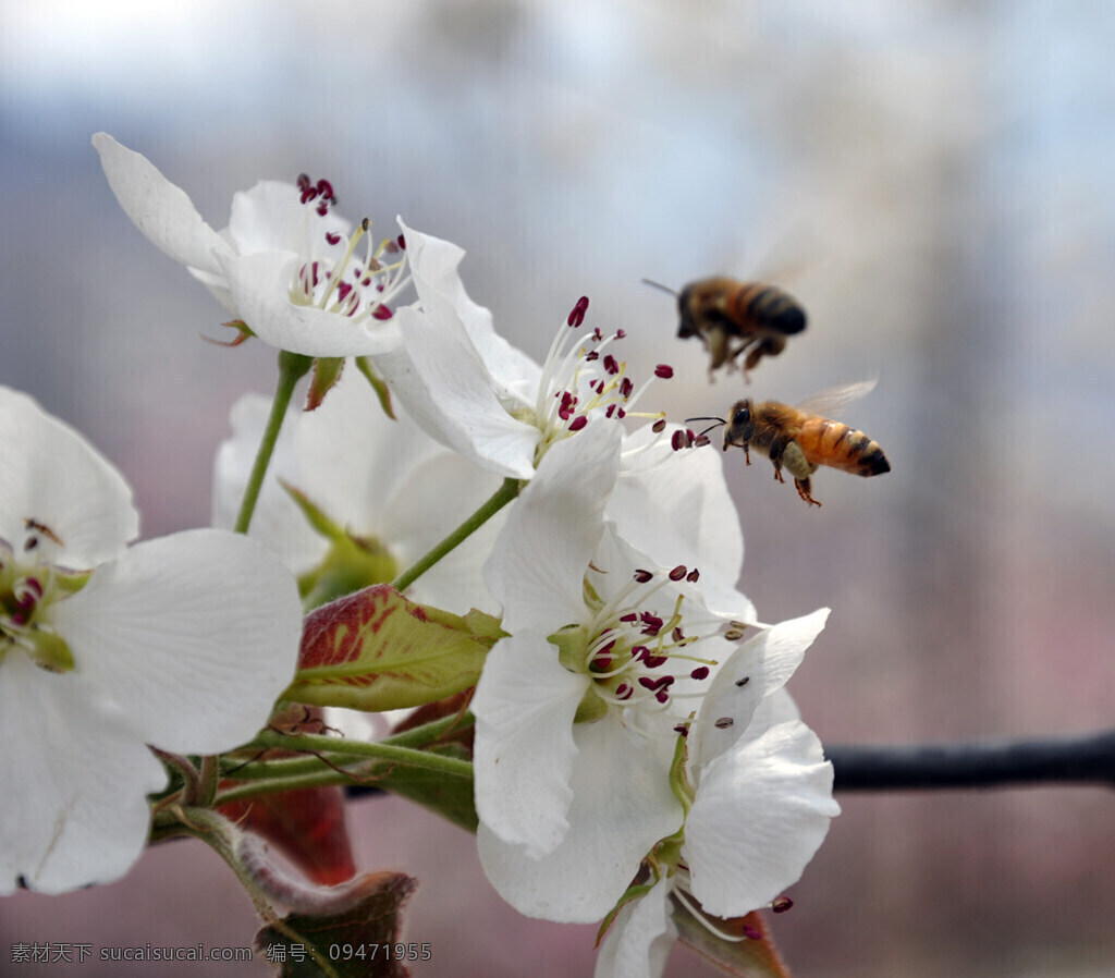 花香蜂自来 春天 梨花 蜜蜂 昆虫 生物世界