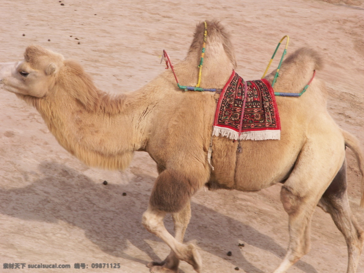 骆驼 沙漠骆驼 沙漠 双峰驼 悠闲 黄沙 野生动物 新疆风景 喝水的骆驼 野外旅行 家禽家畜 生物世界