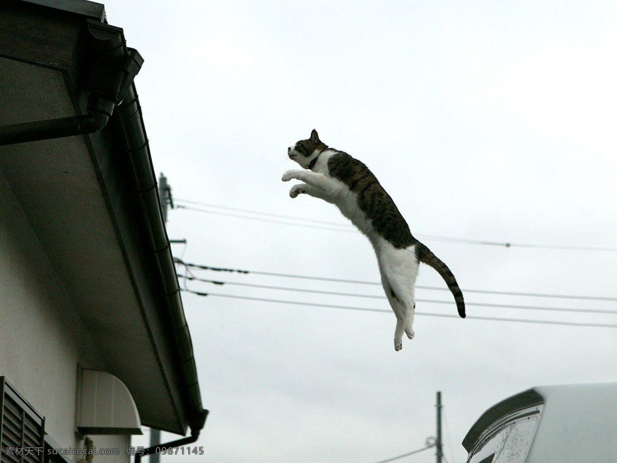 流浪的猫 流浪猫 小猫 猫 跳跃 家禽家畜 生物世界 bmp