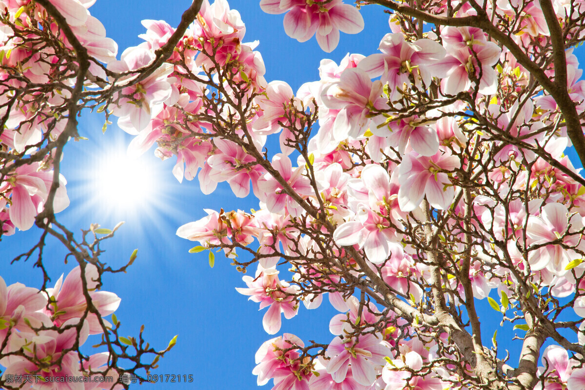 春日花朵 春日阳光 春天 春日景色 春日风景 花朵 粉色花朵 生物世界 花草