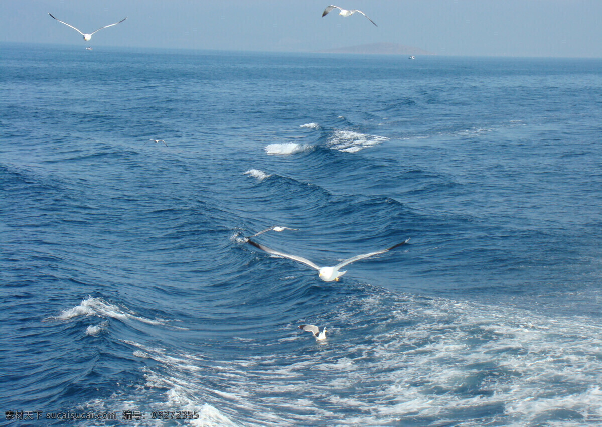 爱琴海海鸥 欧洲 希腊 雅典 爱琴海 海面 海浪 海鸥 蔚蓝 大海 鸟类 生物世界