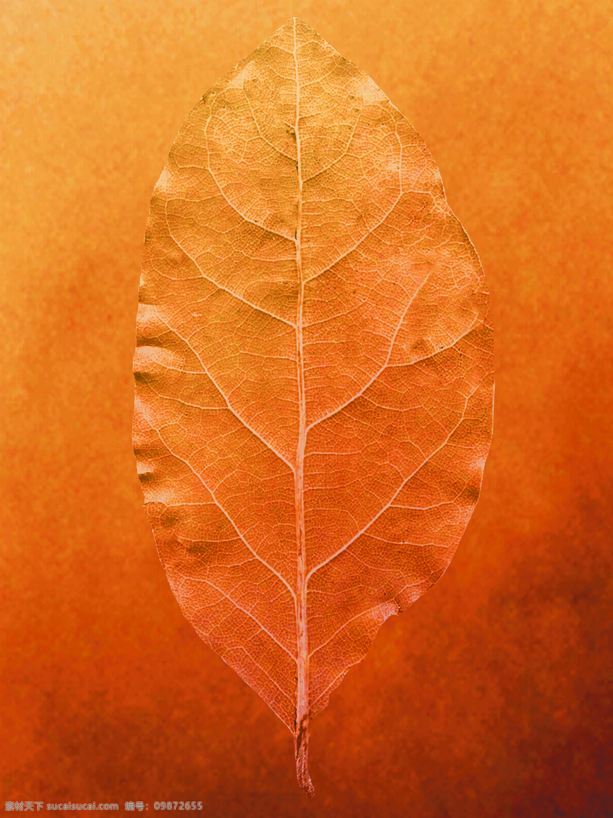 一叶知秋 叶子 设计素材 背景图片 广告图库 花草植物 树叶 叶子标本 生物世界 意.景 设计图库