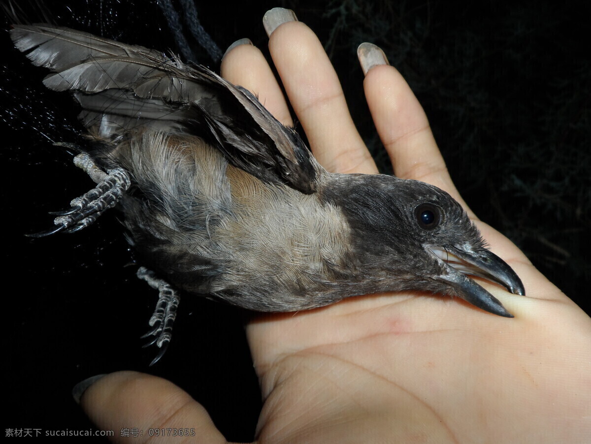 小鸟 黑鸟 攻击人类 捕鸟 网鸟 野生动物 鸟类 生物世界