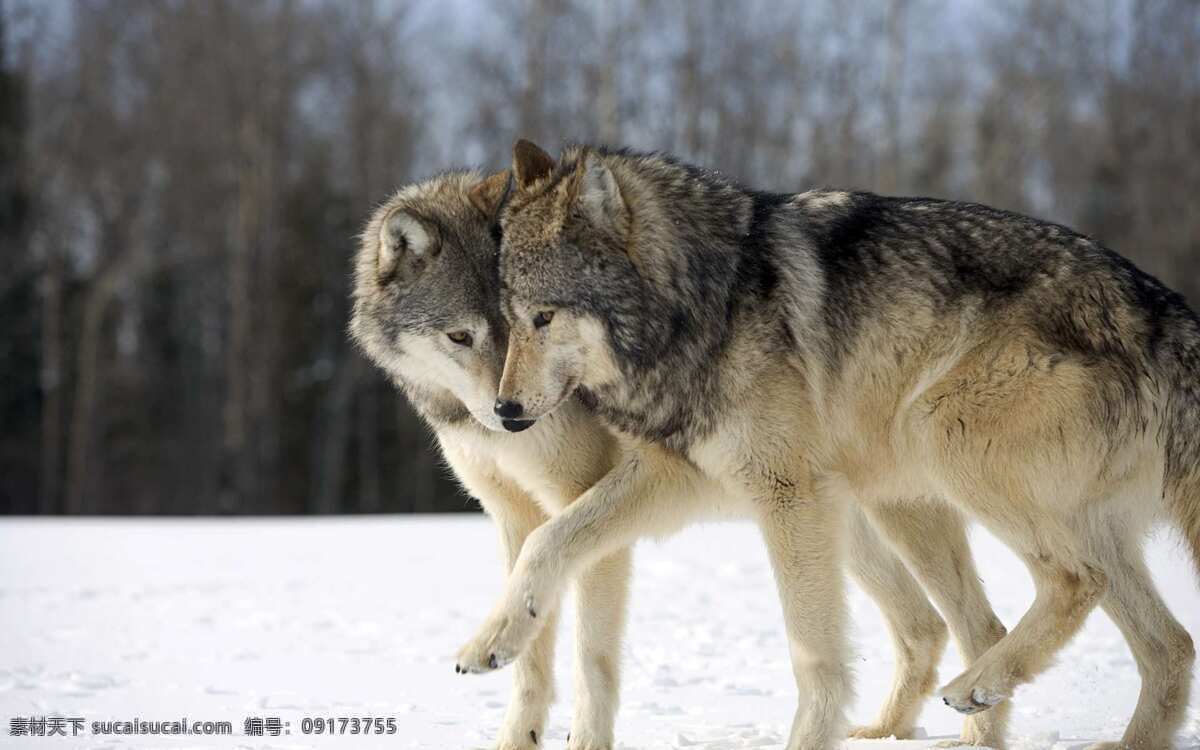 狼 野生动物 濒危野生动物 动物世界 动物 野生狼 非人工驯养 wolf 脊椎动物 生物世界