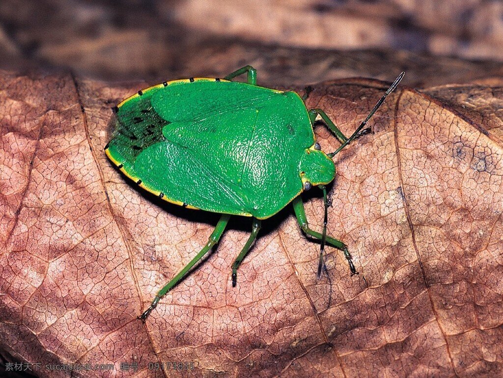 昆虫 甲虫 绿色 生物世界 设计图库 摄影图库