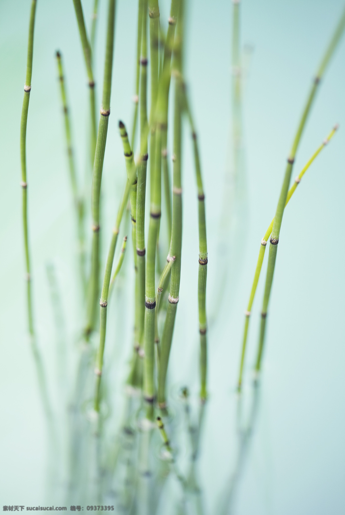 植物 树林 水中植物 沼泽植物 大自然 中 植物图片 绿色植物 花草树木 生物世界 青色 天蓝色