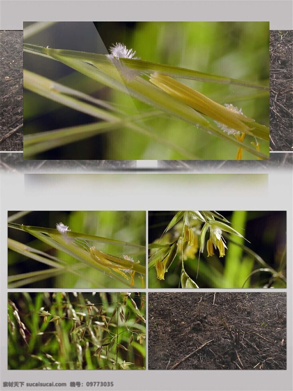 春风吹又生 花草 视频 音效 绿色 植物 枯萎 万物生长 视频素材 视频音效