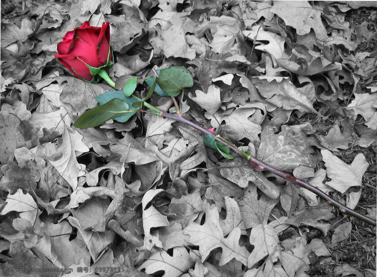 花卉摄影 玫瑰摄影 玫瑰花 花 红色的花 红色玫瑰 带刺的玫瑰花 树叶 花草 生物世界