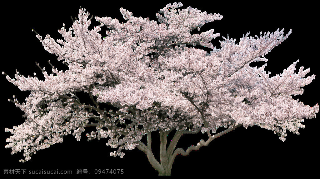 粉色 花朵 树木 元素 png元素 大树 免抠元素 透明素材 鲜花