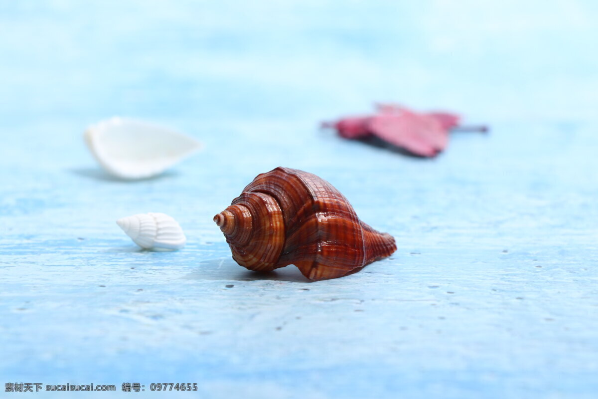 天然海螺贝壳 地中海 ins背景纸 海洋生物 各类贝壳 装饰 海螺 纪念品 贝类 蓝色 北欧风格 生物世界