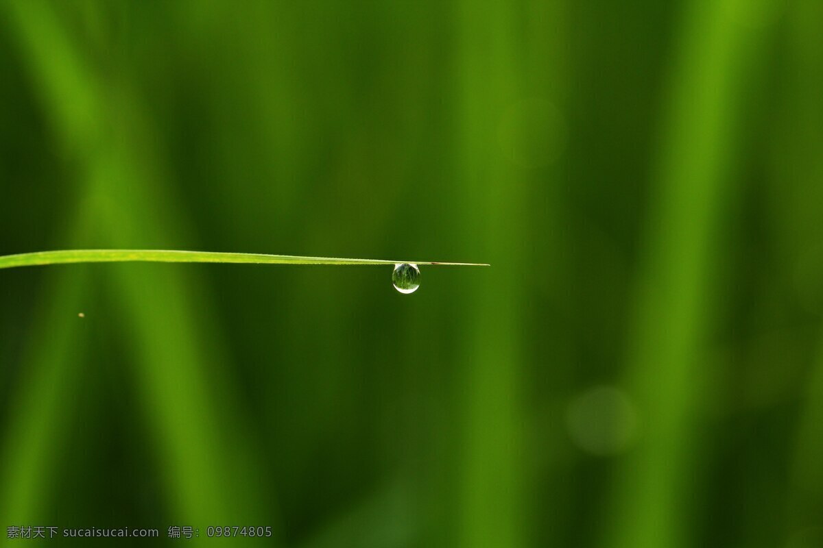 青草 露水 花草 花草素材 露珠 绿色 生物世界 青草露水 草叶 水滴 psd源文件