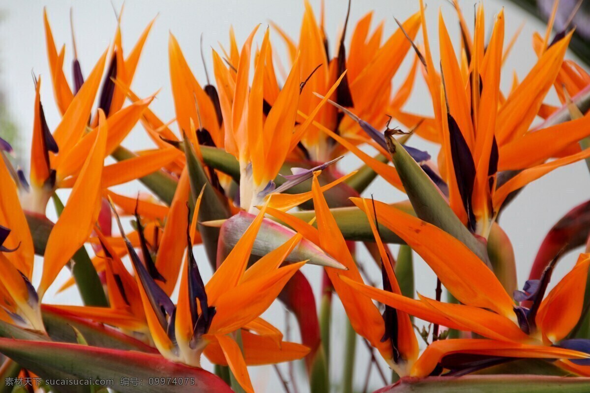 天堂鸟花 鲜花 花语 花艺 花草 生物世界