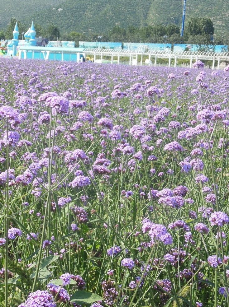 马鞭草 马鞭草花海 马鞭草草 紫色花 花海 一片花 薰衣草庄园 蓝天 生物世界 花草
