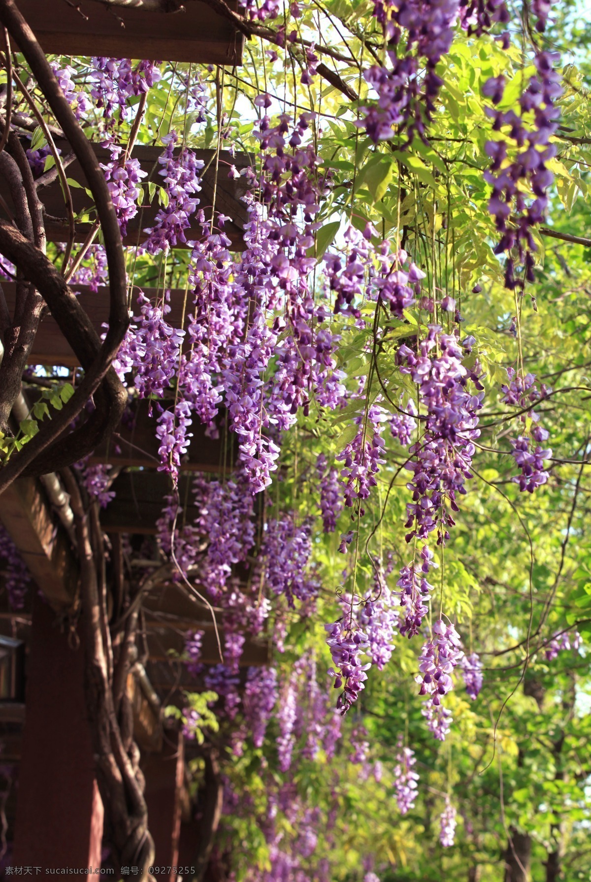 紫藤花 紫藤 花架 花开满架 春天 紫色 鲜艳 公园 开花漂亮 大自然 美景 花草 生物世界