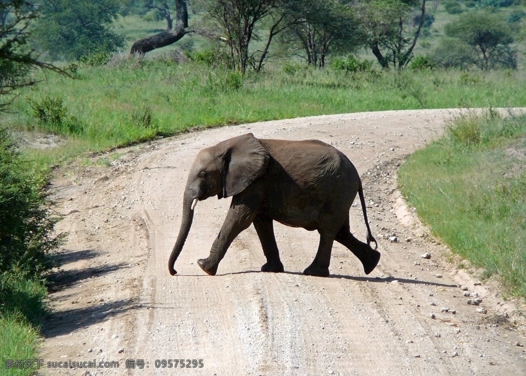 大象 非洲象 公象 母象 象牙 象鼻 狂野的非洲 野生动物 保护动物 动物园 生物世界