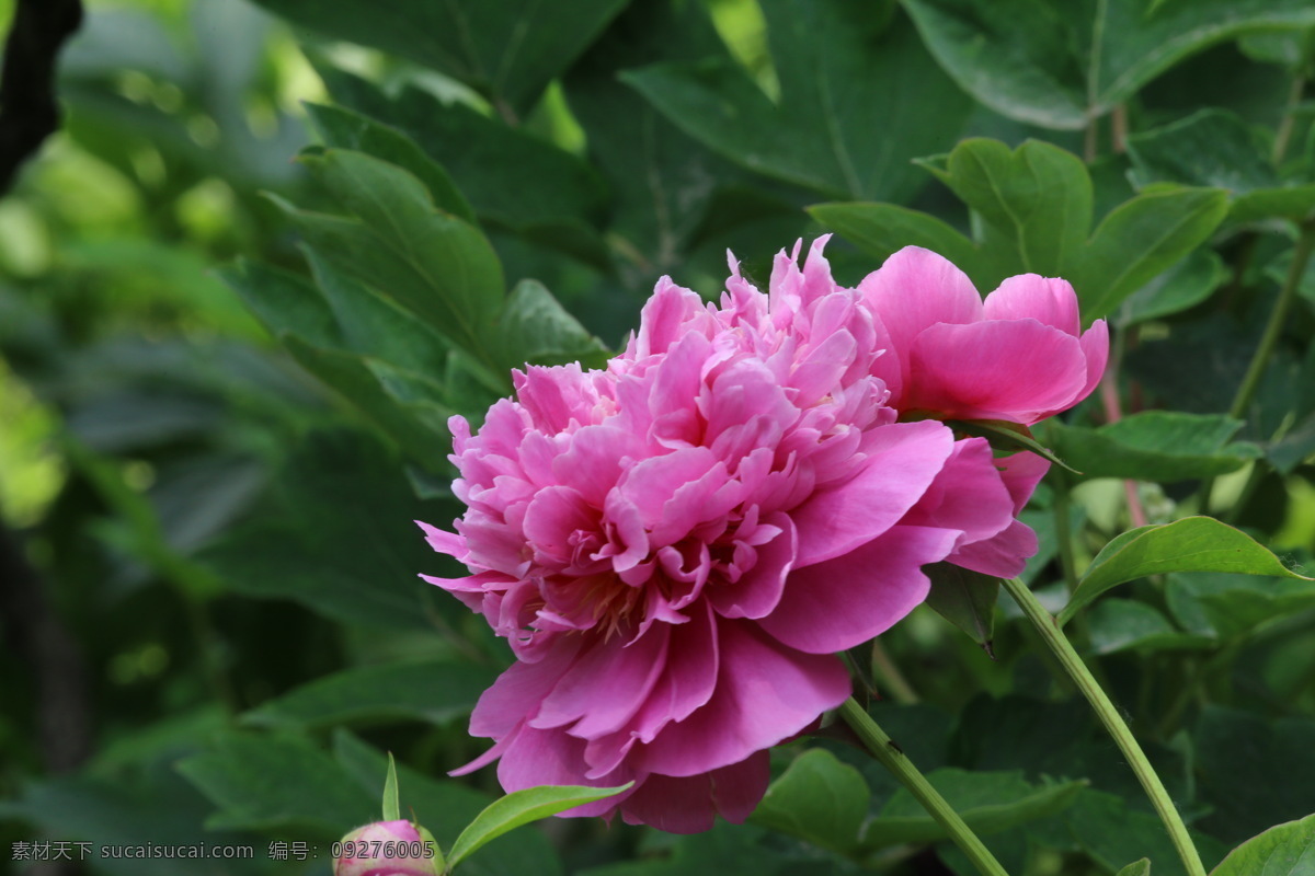 芍药花 芍药 将离 离草 花卉 花儿 花骨朵 花草 植物 园林绿化 绿化景观 花朵 花蕊 芍药牡丹 生物世界