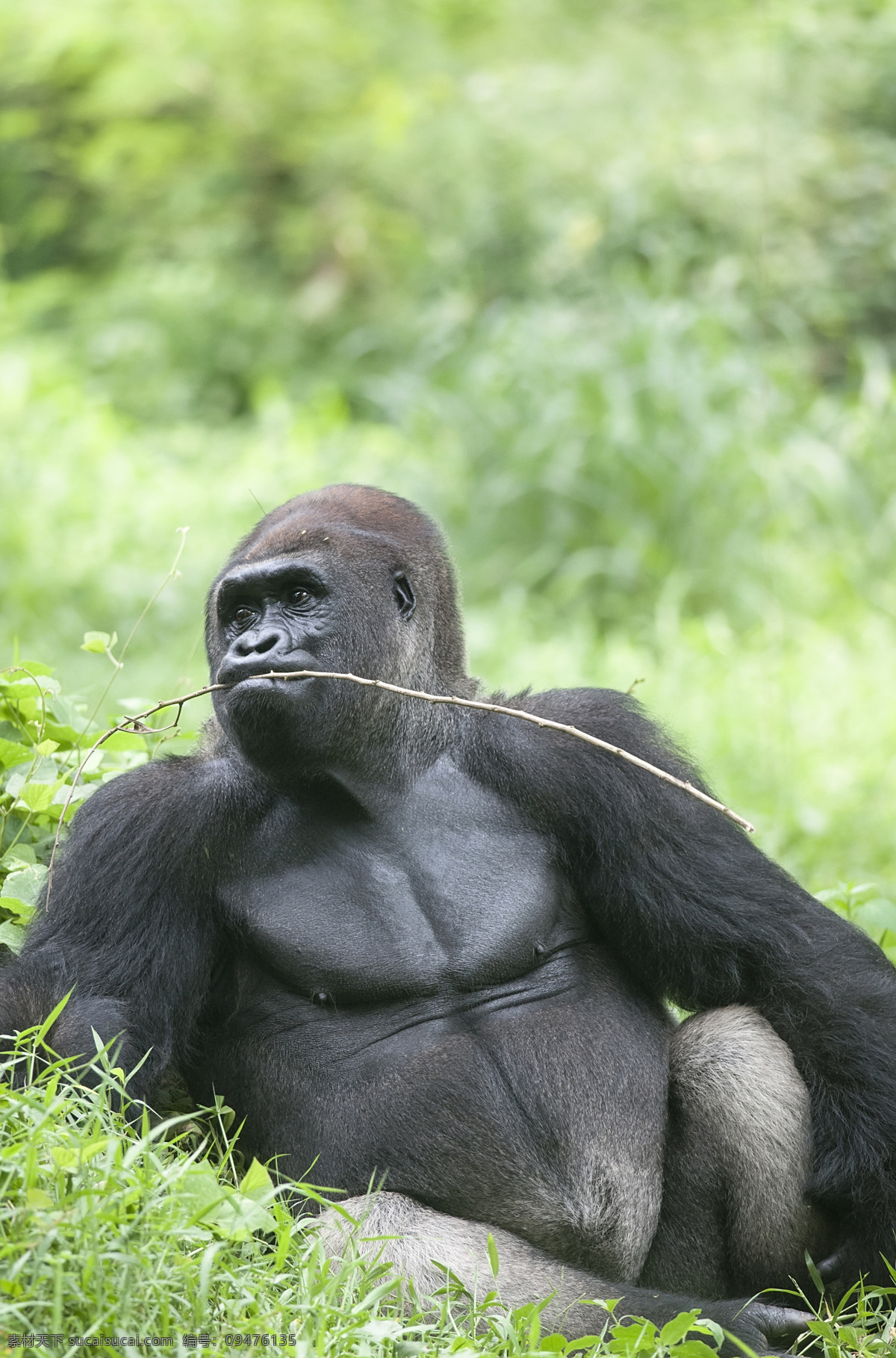 大猩猩摄影 大猩猩 摄影图片 猩猩 野生动物 动物世界 动物摄影 陆地动物 生物世界 绿色