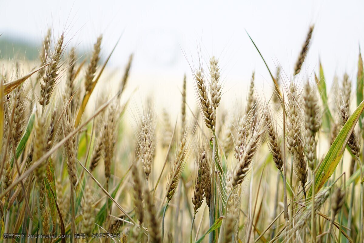 成熟 小麦 风景图片 麦子 麦穗 麦粒 稻田