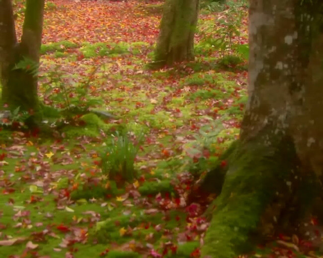 满地红叶 mov 多媒体设计 视频素材 小屋 源文件 红叶树下的 红叶 林 云雾 视频 模板下载 实拍视频