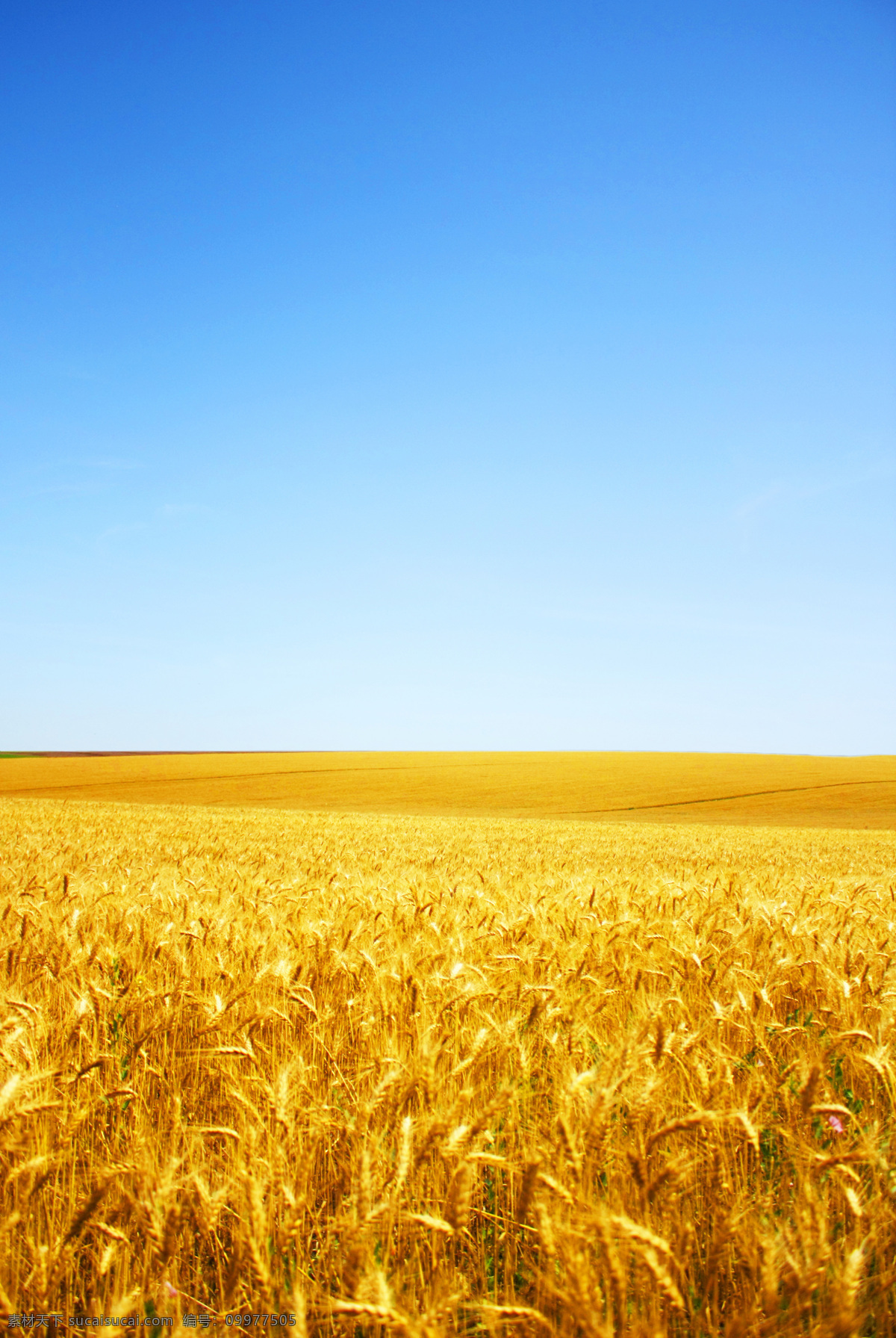 金黄 麦田 风景 麦穗 植物 高清图片 山水风景 风景图片