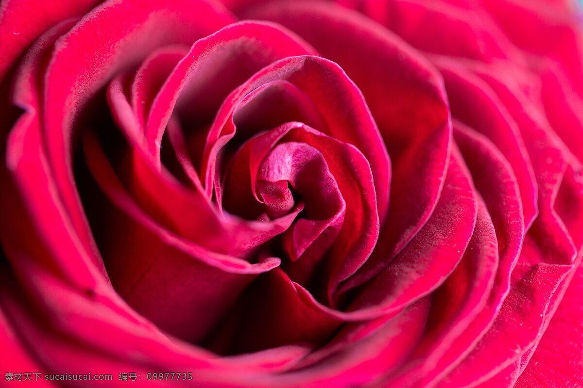 唯美 红玫瑰 花 高清 红花 红色花朵 浪漫花朵 花朵 花瓣