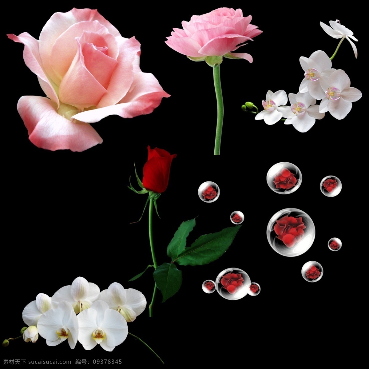 玫瑰花 蝴蝶兰 花朵 蝴蝶兰市 花朵素材 漂亮的花 分层 源文件