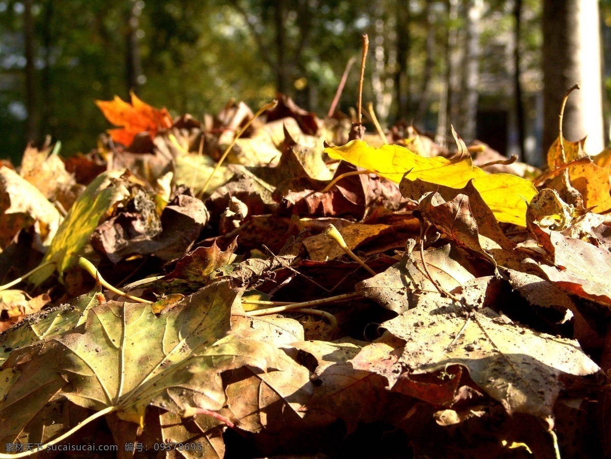 秋天 落叶 树林 秋天树木 秋季风景 秋天风景 美丽景色 风景摄影 秋天的落叶 其他风光 风景图片