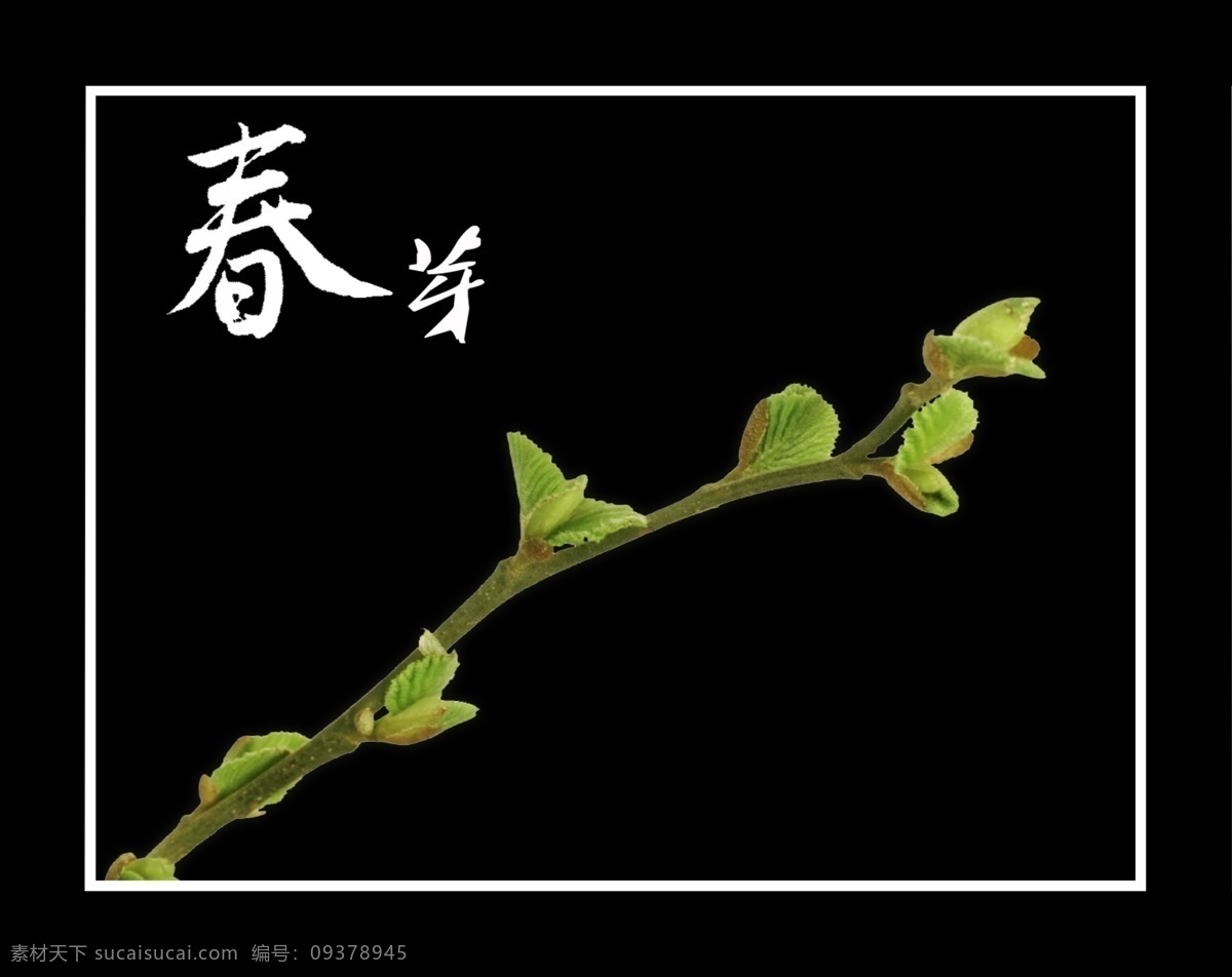 春芽 春天 树枝 嫩芽 黑色