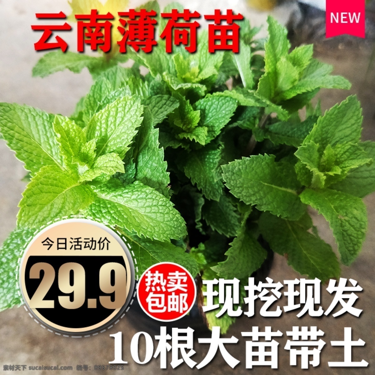 薄荷 海报 中医馆 养生海报花茶 茶 茶道 种植 基地 文化 花草茶 海报平面设计