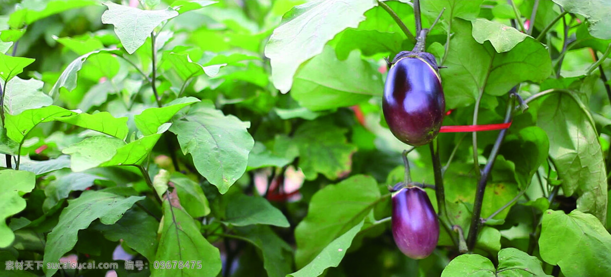 茄子 蔬菜 新鲜 菜地 紫茄 茄子王 自然景观 田园风光