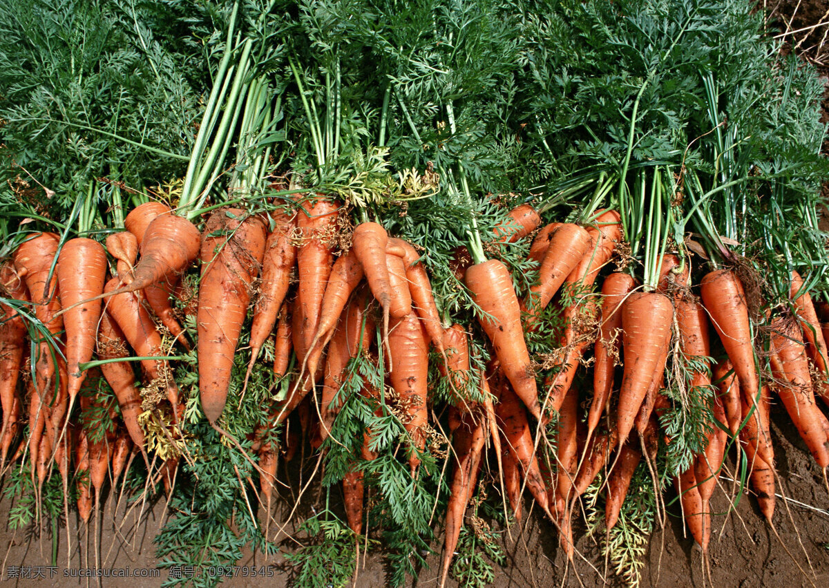 一推 胡萝卜 食物 蔬果 丰收 收获 新鲜 堆叠 蔬菜图片 餐饮美食