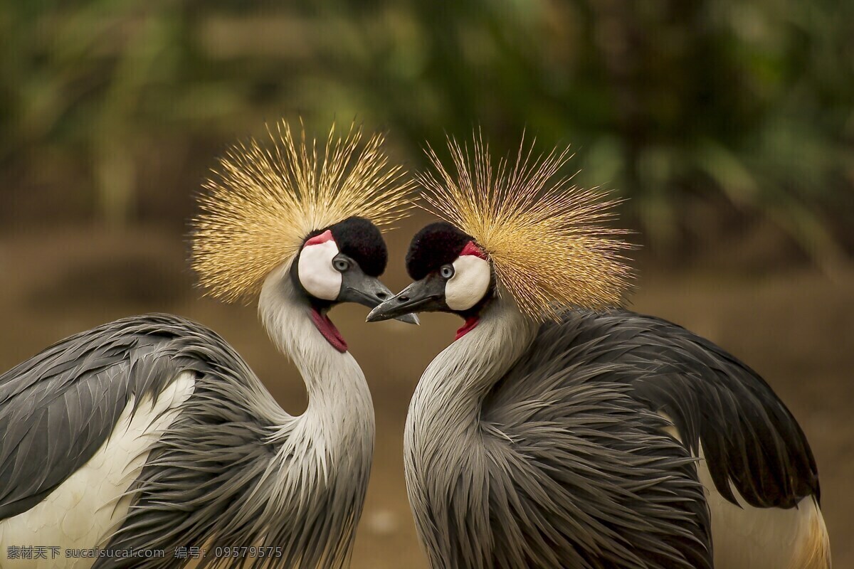 灰色丹顶鹤 鸟 动物 动物世界 头饰 鸟类