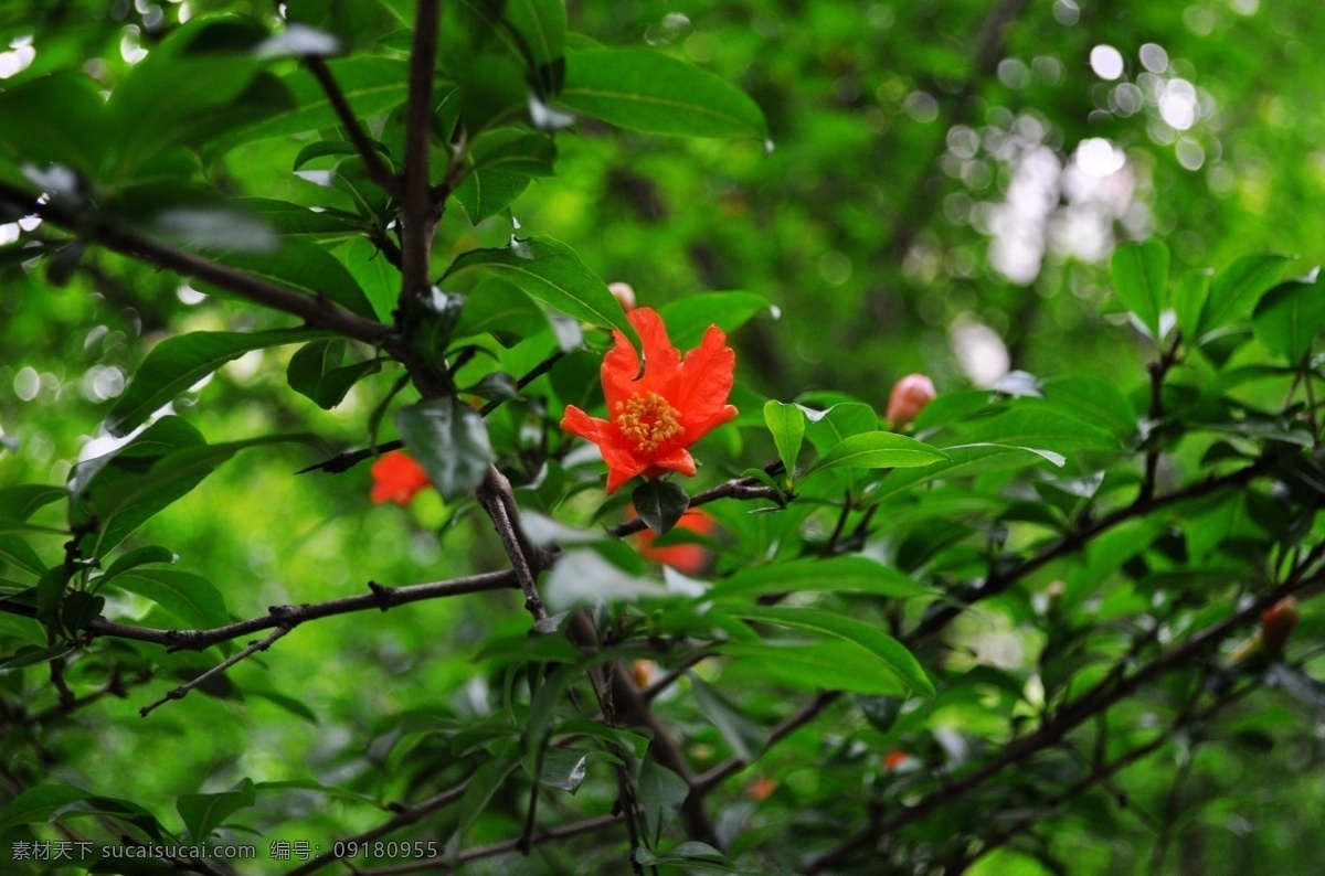 石榴 石榴花 小石榴 石榴果 石榴花苞 自然景观 自然风景 景物摄影图片 生物世界 花草