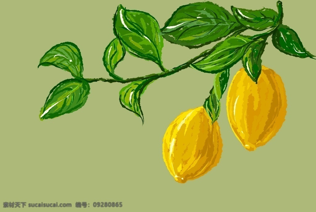 柠檬插画 柠檬 柠檬水 水果包装盒 手绘柠檬 柠檬树 柠檬包装 叶子 手绘 水果 生物世界 树木树叶