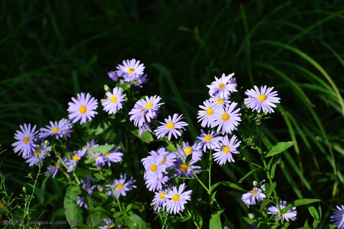 紫菀 青苑 紫倩 返魂草 山白菜 菊花 花卉素材 花卉 花儿 花草 花朵 花瓣 花蕊 绿化景观 菊菊花 生物世界