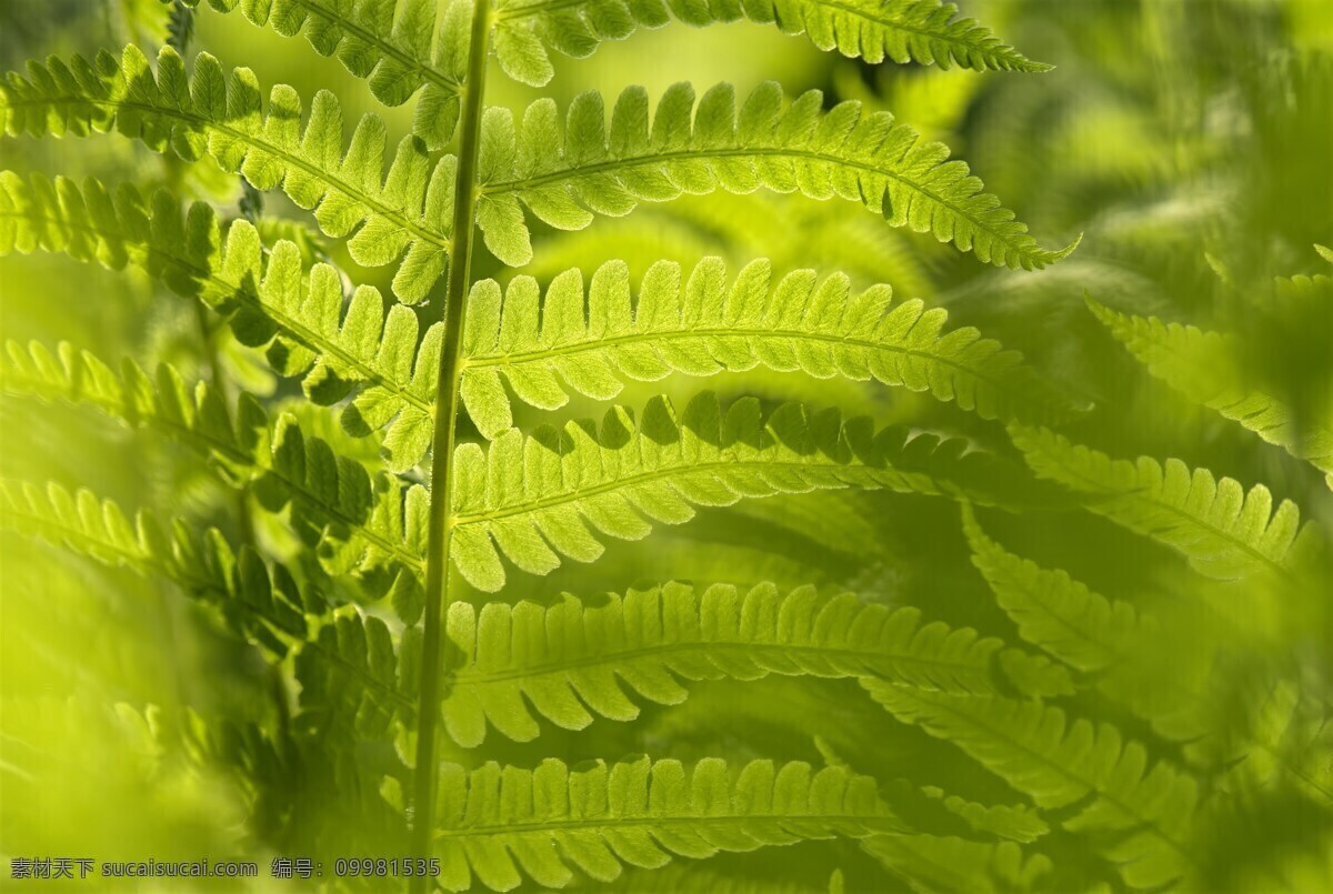 蕨 蕨类植物 叶 绿色 自然 植物