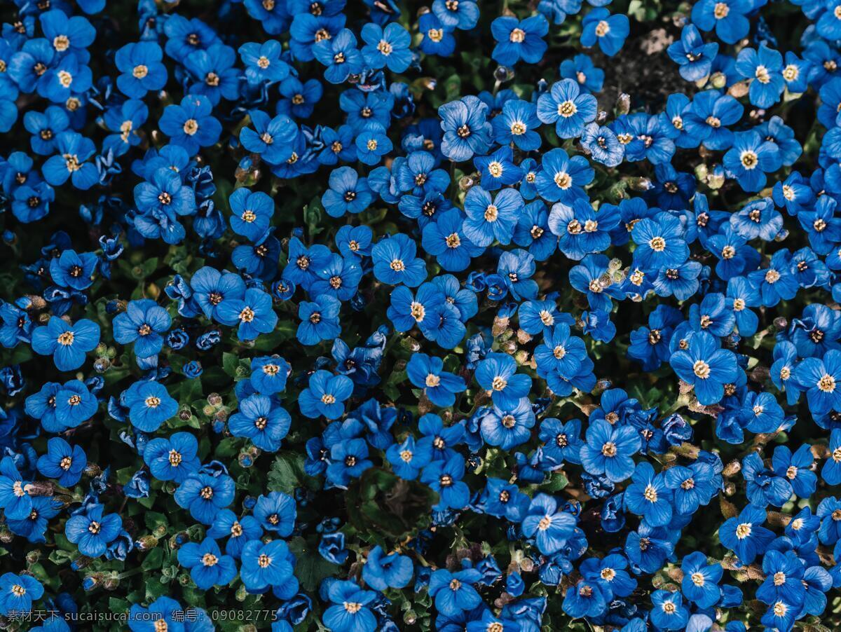 蓝色花丛 蓝色 花卉 花 花朵 盛开 开花 花开 花丛 生物世界 花草