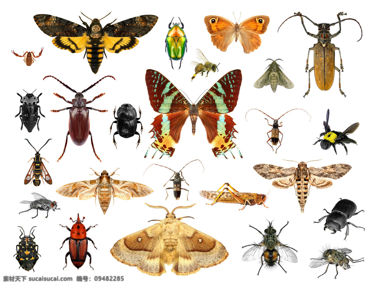 动物 陆地动物 生物世界 昆虫 昆虫合集 蜜蜂 齐心瓢虫 甲壳虫 蝴蝶 蜘蛛 飞蛾 蚱蜢 各种动物 昆虫世界 白色