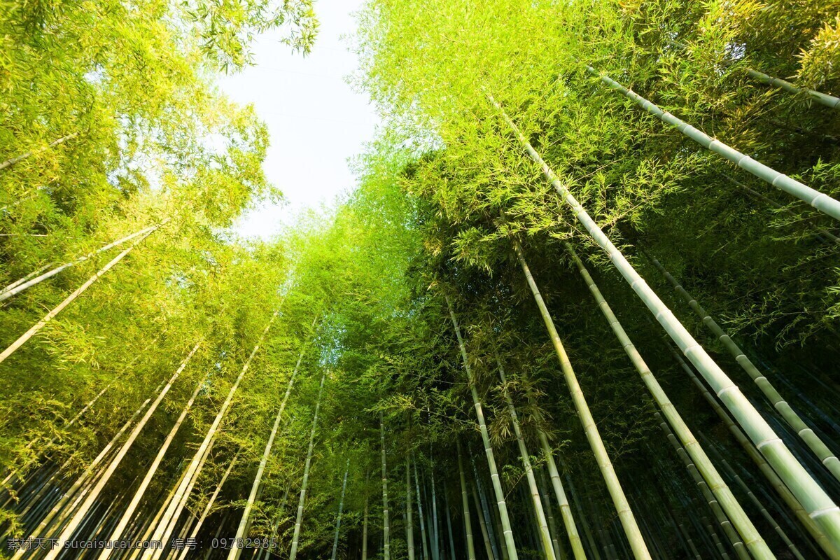 竹林 树林 森林 绿色 环保 天空 自然 竹子 美丽自然 自然景观 自然风景