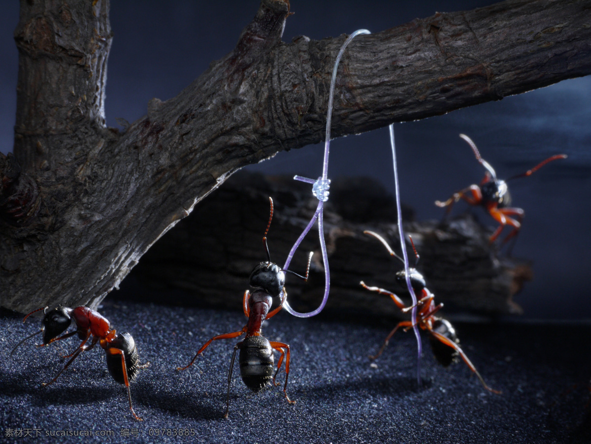 树 杆 下 蚂蚁 蚂蚁摄影 蚂蚁素材 昆虫 动物 野生动物 动物世 树杆下的蚂蚁 昆虫世界 生物世界