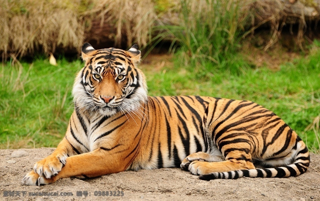 老虎 虎 动物 生物 生物世界 野生动物