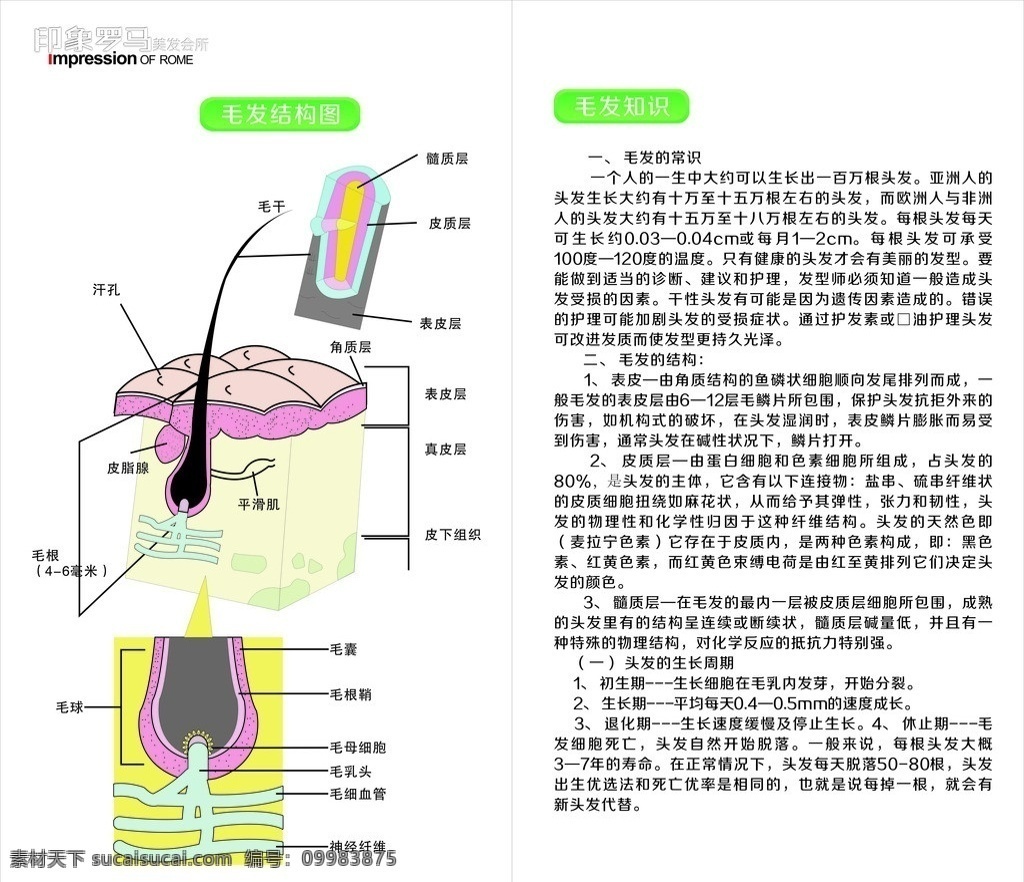 毛发知识毛发结构素材图片下载-素材编号09983875-素材天下图库