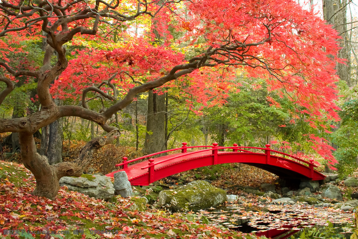 秋天 枫树 拱桥 风景 日本公园 桥梁 美丽风景 风景摄影 自然风光 美景 美丽景色 自然风景 自然景观 黑色