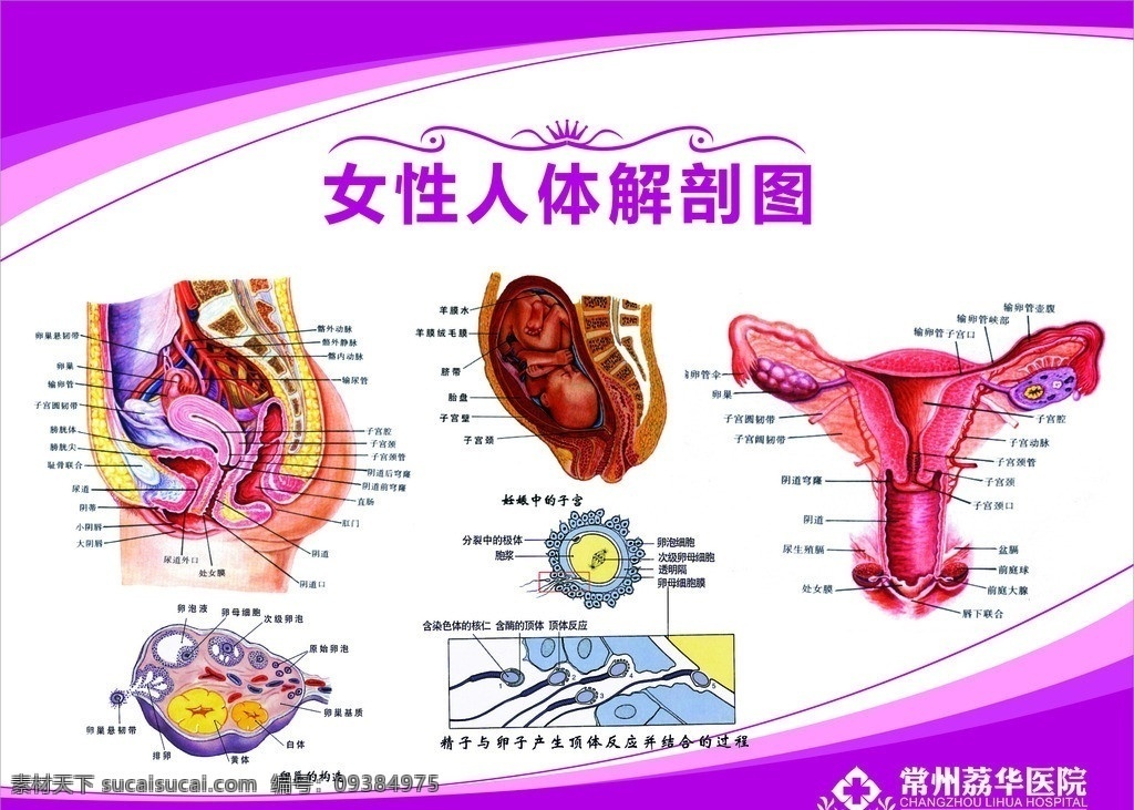 女性 生殖 解剖 图 阴道 子宫解剖图 人体解剖图 输卵管 子宫 矢量 生殖解剖图 人体