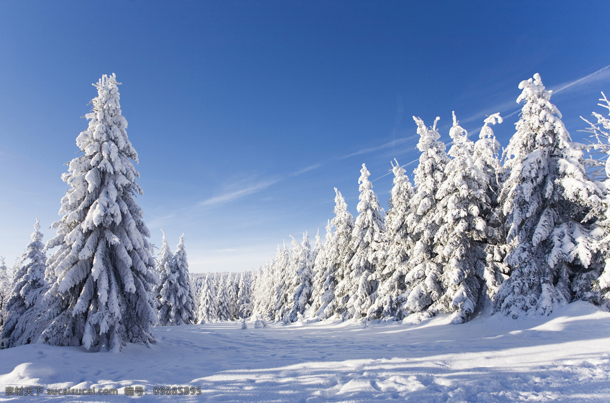 洁白 雪地 树林 洁白的雪地 树木 蓝天 天空 美景 山水风景 风景图片