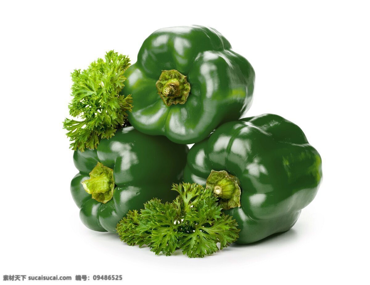 青椒 彩椒 大辣椒 辣椒 食材 蔬菜 生物世界